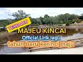 Download Lagu LIRIK LAGU -MAJEU KINCAI ✨✨ OFFICIAL LYRICS SONG