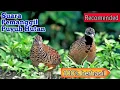 Download Lagu Suara pikat puyuh hutan reall buat mikat | Durasi Panjang