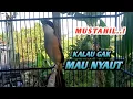 Download Lagu SUARA CENDET GACOR || pancingan cendet agar gacor ngotot