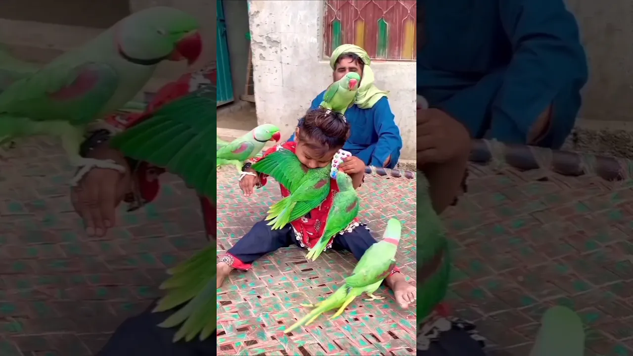 #babybird #funny