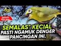 Download Lagu Ciak Ciak Kecial Kuning Ngeriwik Joss Ampuh Bikin Kecial Malas Bunyi Jadi NGAMUK‼️| PEPADU KECIAL
