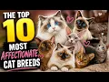 Top 10 Most Affectionate Cat Breeds
