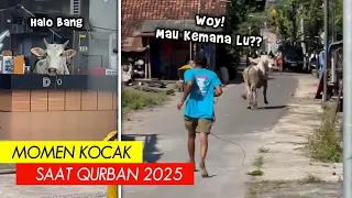 sapinya ngamuk deretan momen kocak saat hari raya idul adha 2025