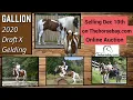 Offered for sale at Thehorsebay com online auction Auction ends Dec 10th CST