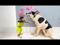 Download Lagu Cubis monkey shows special affection for puppy Lucky!