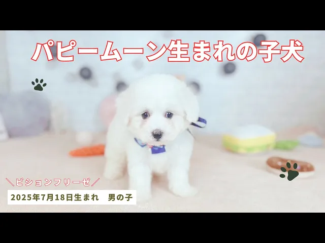 動画