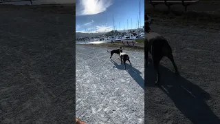 Not happening lil guy 🤣.. #fyp #dream #doberman #pets #youtube