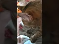 Download Lagu Apt #music #song #pop #lyrics #cover #smallyoutuber #funny #kittygang #cat #cats #kitty #catvideos