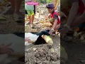 Download Lagu LIAT KAMBING DI SEMBELIH #viral #shorts