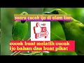 Download Lagu suara cucak ijo di alam liar||memanggil lawan DAN COCOK BUAT MELATIH CUCAK IJO BAHAN