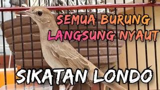semua burung pasti nyaut pancingan paling ampuh untuk semua burung kicauan dengan sikatan londo 