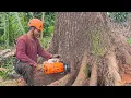 Ongelooflijk..!! Het kappen van een hoge, grote mahonieboom