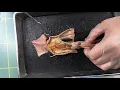 Sask Science Centre Squid Dissection