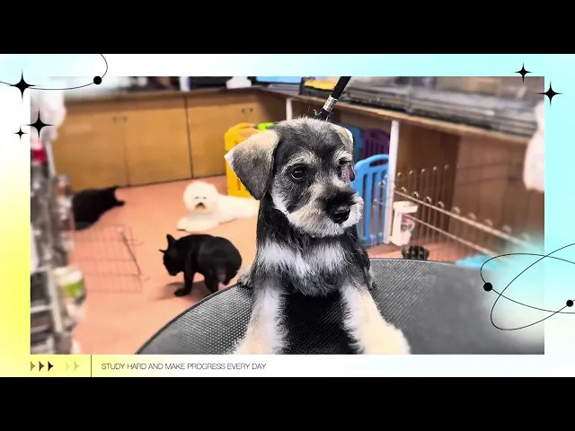 動画