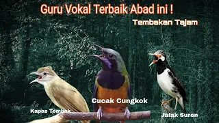 masteran jawara kasar kasar jalak suren kapas tembak cungkok