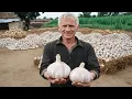 Za REKORDAN PRINOS ogromnog češnjaka, uradi OVO prije sadnje