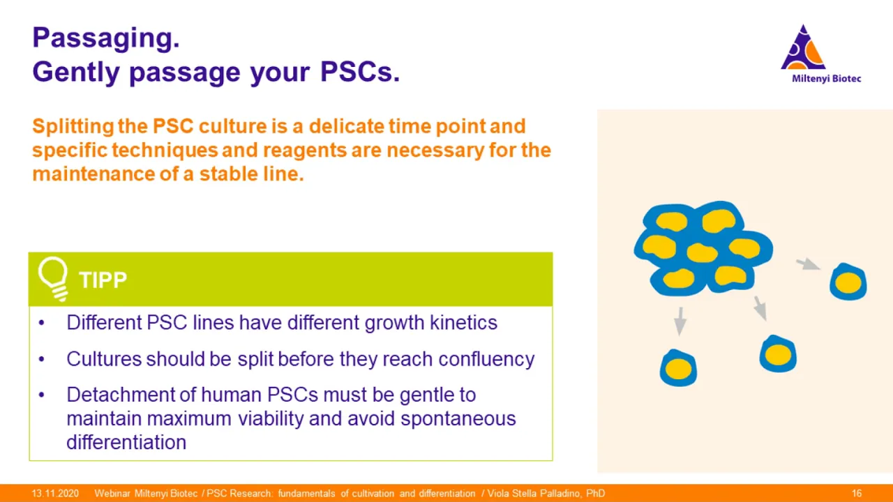 Pluripotent stem cell research: fundamentals of cultivation and differentiation