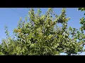 Cherrycot Cherry - Apricot Hybrid Prunus pumila var besseyi x armeniaca