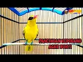 Download Lagu PANCINGAN BURUNG KEPODANG AGAR BUNYI