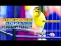 Download Lagu SUARA BURUNG |113| Kenari GACOR PANJANG INI Cocok untuk Masteran KENARI PAUD dan Kenari Macet BUNYI