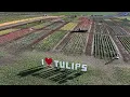 Soar over acres of colorful Tri-Cities tulips with drone