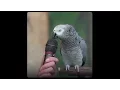 Download Lagu Einstein - famous talking parrot. \