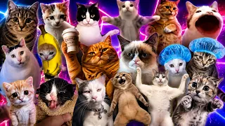 Top 10 meme cats compilation dancing to Bemax - Montagem Nyan (Nyan Nyan Ni hao Nyan)