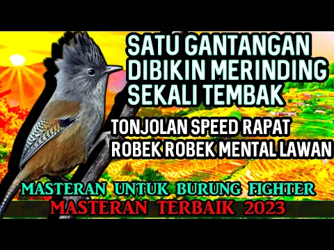 Download MP3 GANTANGAN DI BIKIN MERINDING SEKALI NAFAS || MASTERAN BURUNG KASAR ISIAN NGEROL TAJAM MATERI EDAN