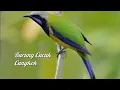 Download Lagu Masteran Burung Cuca cungkok Full isian | Cor dorr