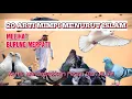 Download Lagu 20 Arti Mimpi Melihat Burung MERPATI | Arti mimpi menurut ISLAM. #artimimpi #tafsirmimpi