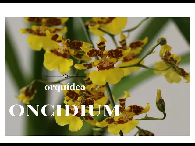 COMO CUIDAR ORQUIDEA ONCIDIUAM (FLOR DE MAYO)