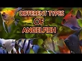 Lagu The different types of angelfish