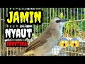 Download Lagu suara burung trucuk gacor memanggil pancingan trucuk betina memanggil jantan