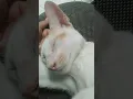 kucing ku o lucu sekali
