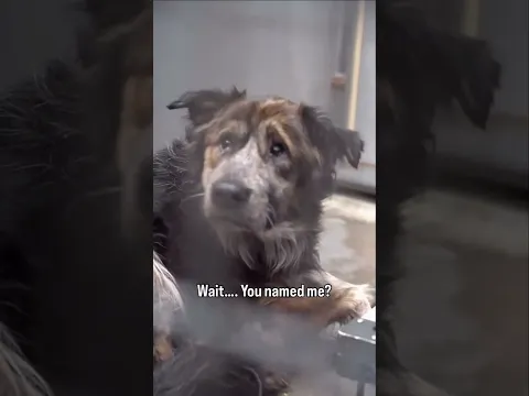 The Moment This Rescue Dog Realized He Found His Forever Home 🥺❤️ #shorts