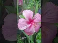 Download Lagu senguruvi senguruvi #song #love #shortsvideo #flowers #vijayakanthmovies #nature