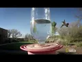 This is Hummingbird Heaven | United States of Animals