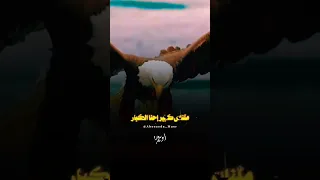 كل إللي فات مسكنات والجاي عايز دبابات حودة بندق الجاي بتاعي 