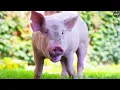 Louisiana Super Pigs Are Vanishing — Then a Drone Captured What Was Hunting Them