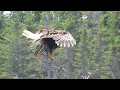 Bald Eagle Newfoundland