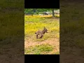 Cute Baby Donkey Funny Reaction