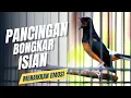 Download Lagu MURAI BATU GACOR FULL ISIAN TEMBAKAN MEWAH SANGAT AMPUH MELATIH MURAI BATU BONGKAR ISIAN