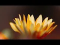 Start Your Day with Strength Morning Devotional Prayer for Renewal Isaiah 40 31