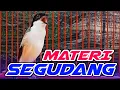 Download Lagu CENDET gacor isian BANYAK, burung cendet full ISIAN - isian KONIN lovebird KENARI gereja nyerecet