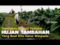Download Lagu Tembakau Kasturi Terkena Hujan Tambahan, Harus Waspada‼️