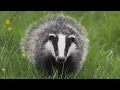 Download Lagu Dassen kijken 🦡 in de zomer | Ontdek de natuur | Robert E Fuller