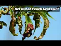 How We Get Rid of Peach Leaf Curl