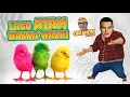 Download Lagu LAGU AYAM WARNA WARNI