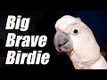 Download Lagu He Used to Be Scared of the Dark… Now Look at Him! 🦜✨