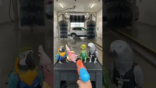                                                                                              دندنها